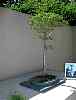 bonsai10.jpg